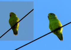 Forpus xanthopterygius