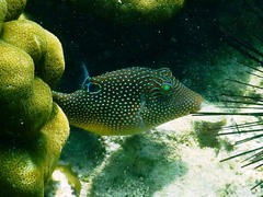 Canthigaster petersii