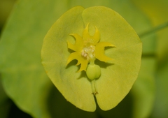Euphorbia amygdaloides