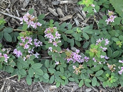 Lespedeza violacea