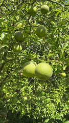 Citrus trifoliata