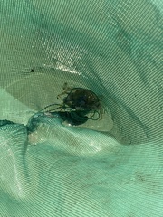 Portunidae