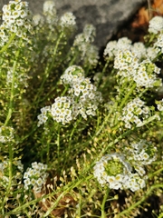 Lobularia maritima