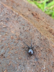 Steatoda cingulata
