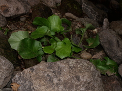 Arabidopsis cebennensis