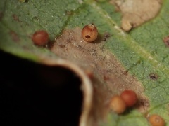 Neuroterus saltatorius