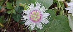 Passiflora foetida