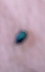 Plagiodera versicolora