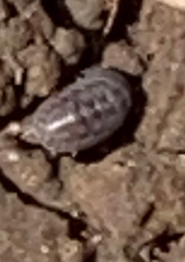 Armadillidium nasatum