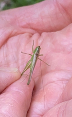 Conocephalus fasciatus