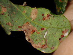 Neuroterus saltatorius