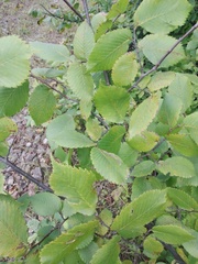 Ulmus laevis