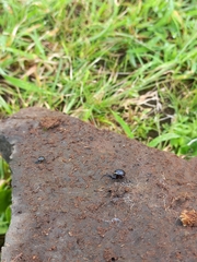 Steatoda cingulata