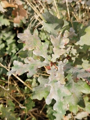 Erysiphe alphitoides