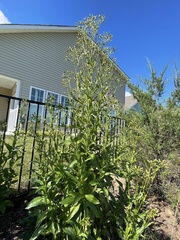 Erechtites hieraciifolius