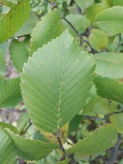 Ulmus laevis