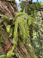 Phlegmariurus australis