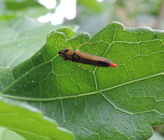 Cicadellinae