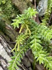 Phlegmariurus australis