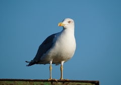 Larus michahellis