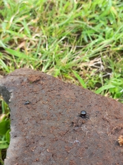 Steatoda cingulata