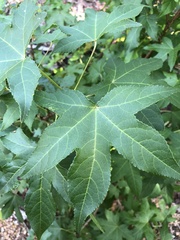 Liquidambar