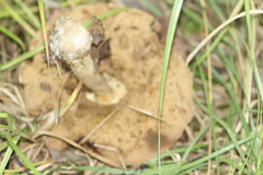Leccinum albostipitatum