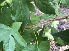 Liquidambar