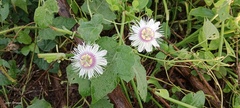 Passiflora foetida