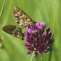 Melitaea