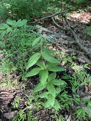Lysimachia quadrifolia