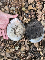 Utterbackiana suborbiculata