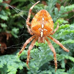 Araneus diadematus