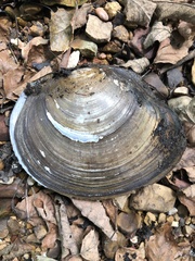 Utterbackiana suborbiculata