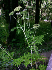 Conioselinum tataricum