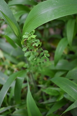 Phyllanthus amarus