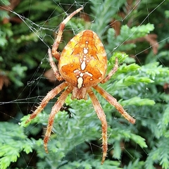 Araneus diadematus
