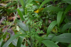 Phyllanthus amarus