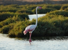 Phoenicopterus roseus