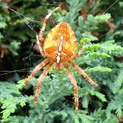 Araneus diadematus