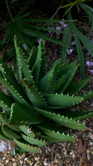 Aloe