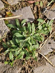 Pilosella officinarum