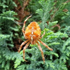 Araneus diadematus