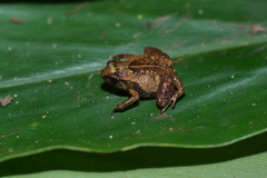 Microhyla orientalis