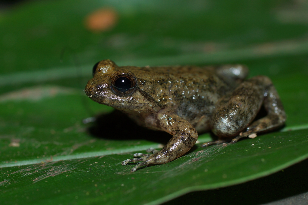 Bancet lowah (Occidozyga semipalmata)
