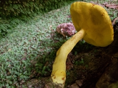 Retiboletus ornatipes