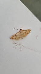 Spilomelinae