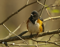 Pipilo erythrophthalmus