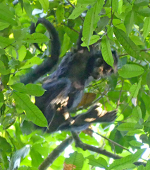Ateles marginatus