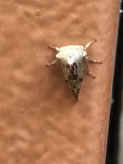 Telamona decorata